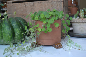 Our planter feet increase air flow around your precious plants indoors or outside. Use with or without a saucer. Each order includes 3 feet, enough for one pot. As the feet are glazed, they are safe to use directly on a wood floor or surface.