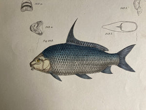 Hand-Colored 1842 Lithograph of Fish, Plate 77