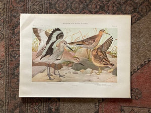 Shorebirds Print (1920s)