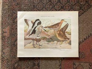Shorebirds Print (1920s)