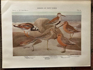 Shorebirds and Sandpipers Print (1920s)