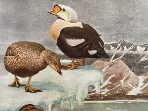 Eiders and Harlequin Ducks Print (1920s)