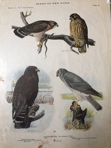 Hawk Print (1915)
